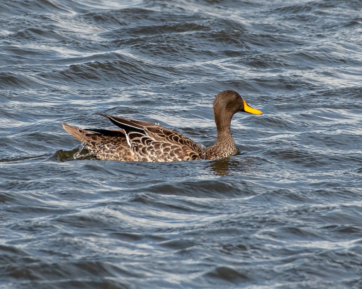 Yellow-billed Duck - ML135571081