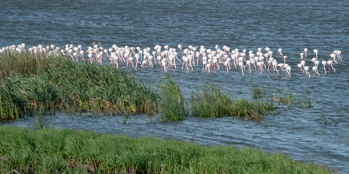 Greater Flamingo - ML135571661