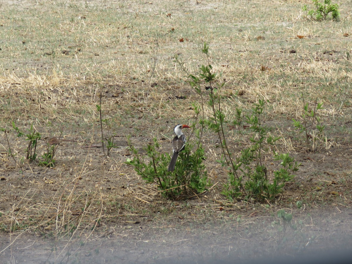 Northern Red-billed Hornbill - A Verdejo