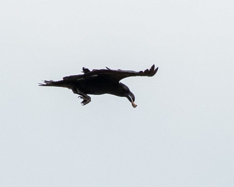 White-necked Raven - ML135572641