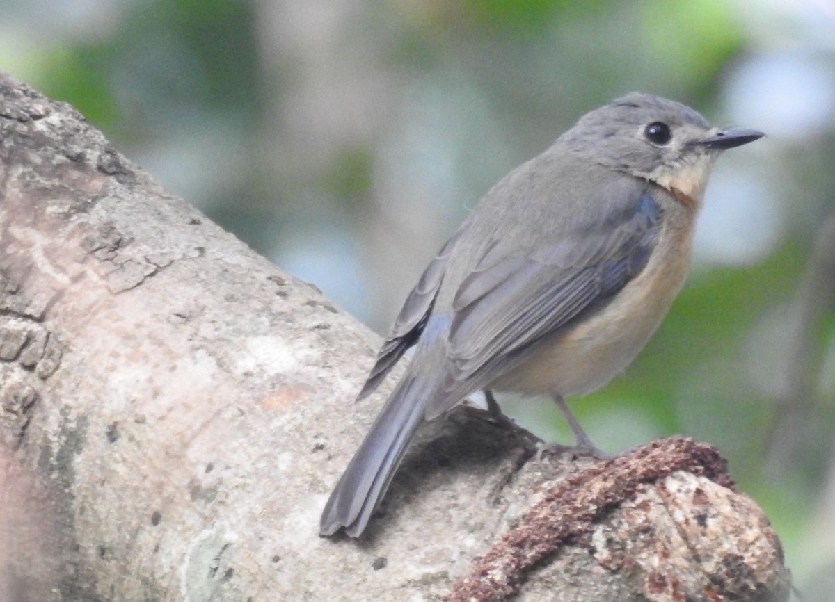 Pale-chinned x Tickell's Blue Flycatcher (hybrid) - Raja Bandi