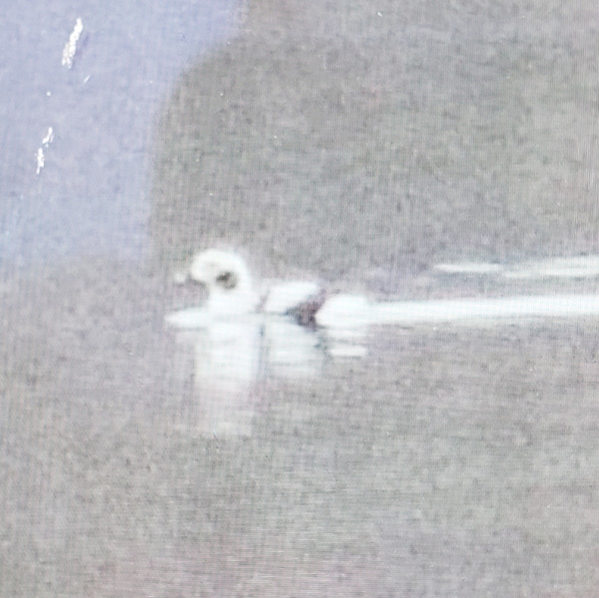 Long-tailed Duck - ML135573621