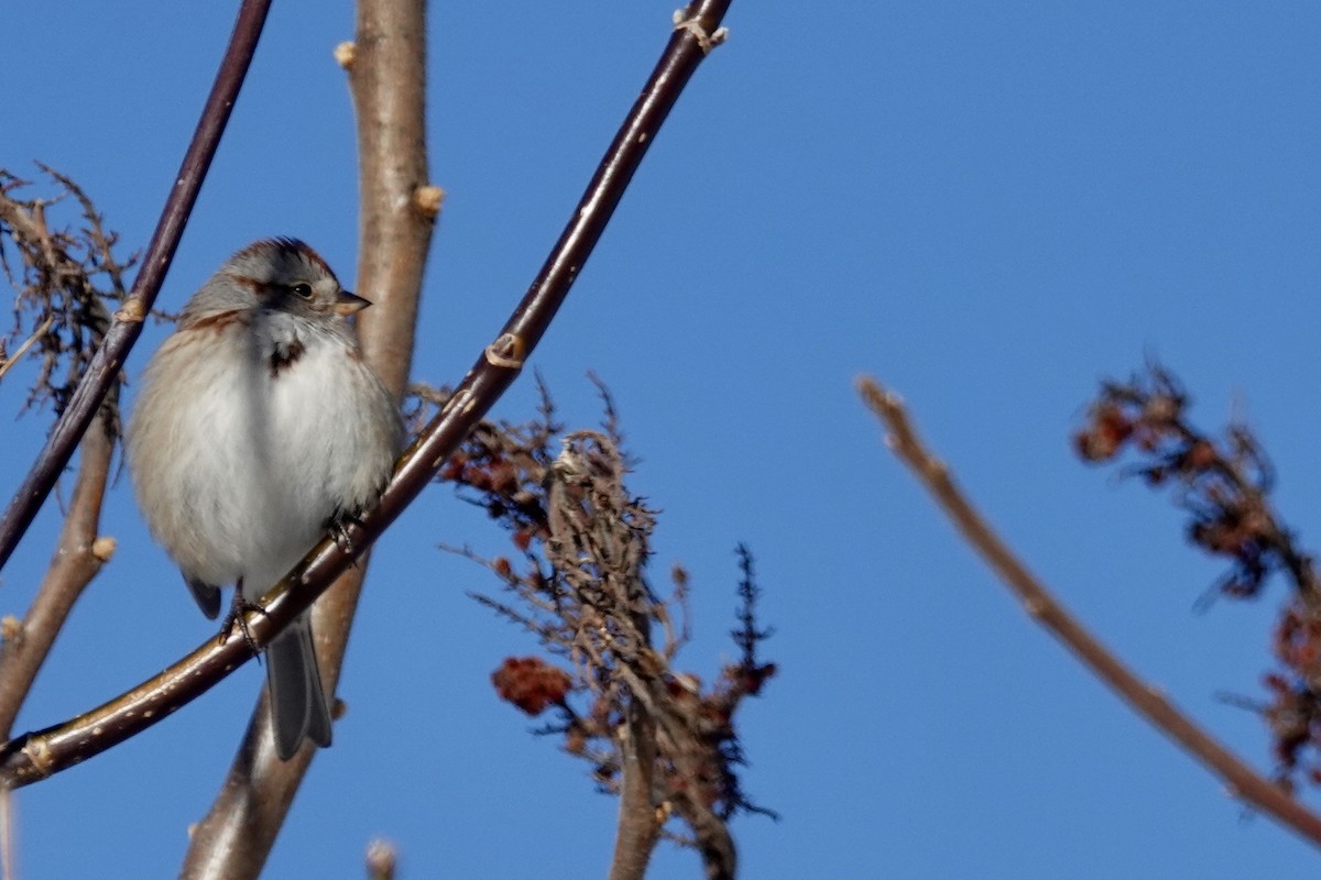 American Tree Sparrow - Jenn Megyesi