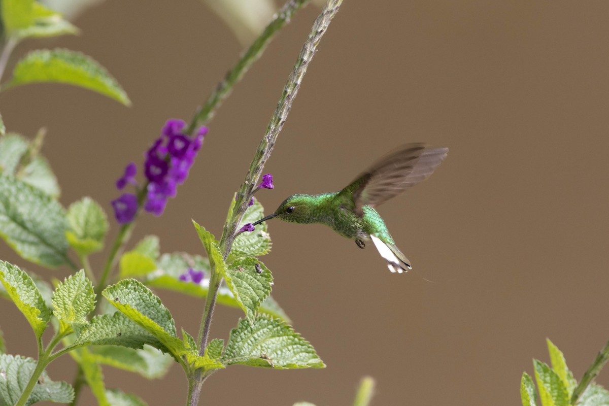 kolibřík zelenopláštíkový - ML135580211