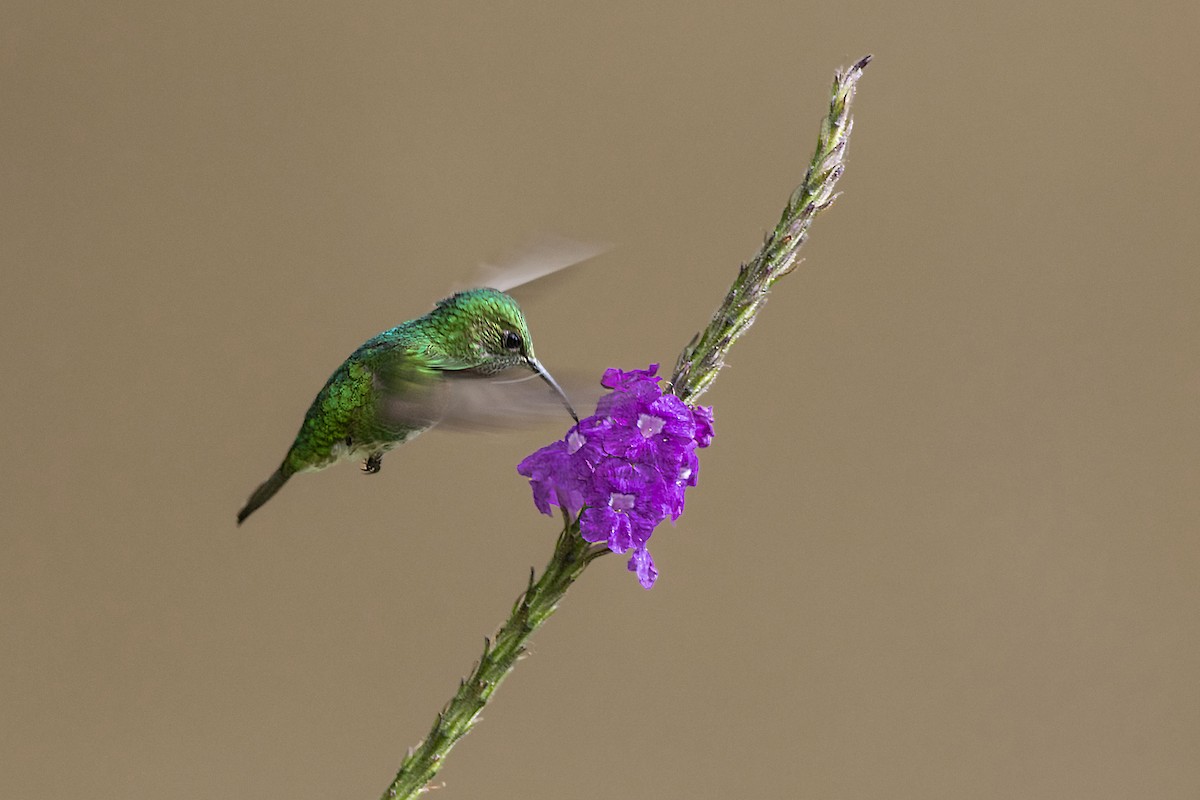 kolibřík zelenopláštíkový - ML135580221