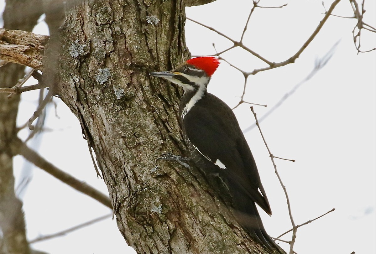 Pileated Woodpecker - Bill Hill