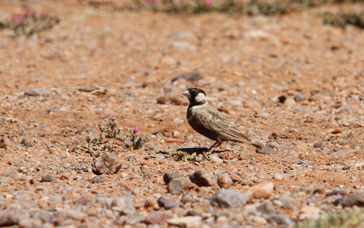 Gray-backed Sparrow-Lark - ML135581941