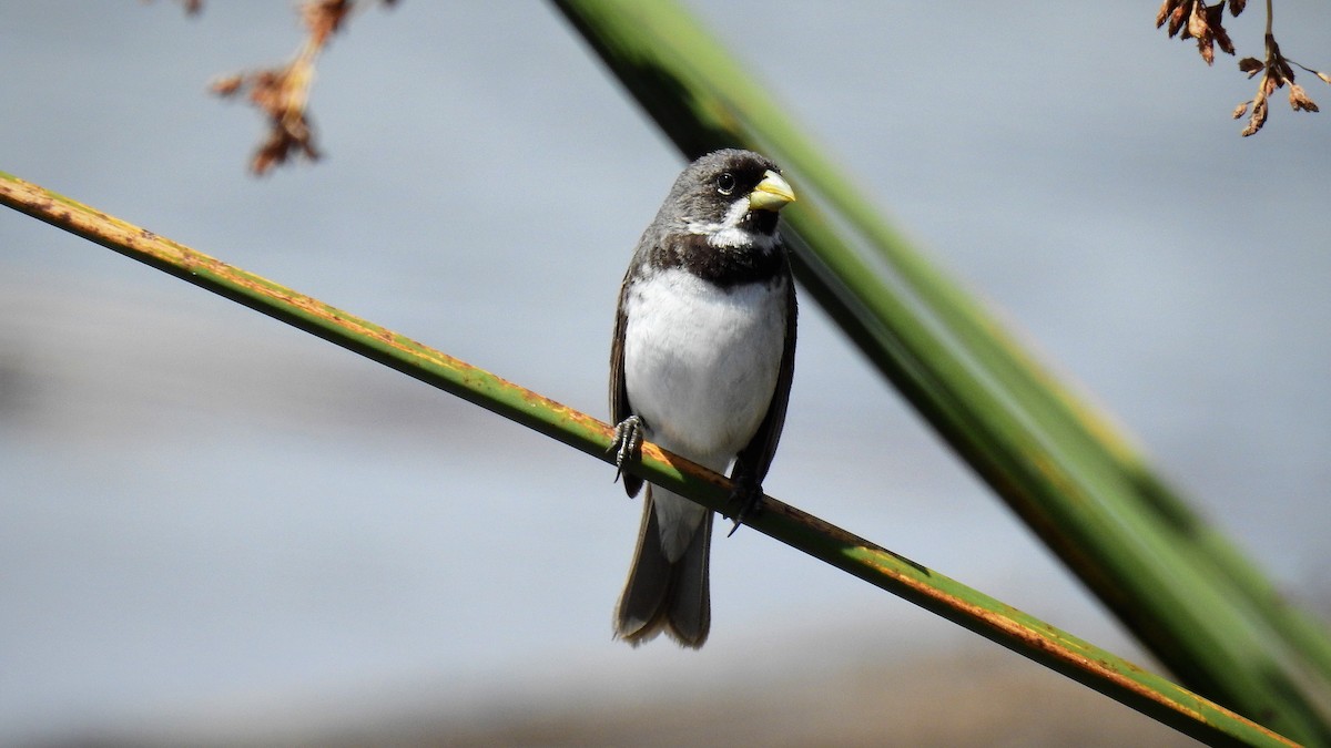 Double-collared Seedeater - ML135583721