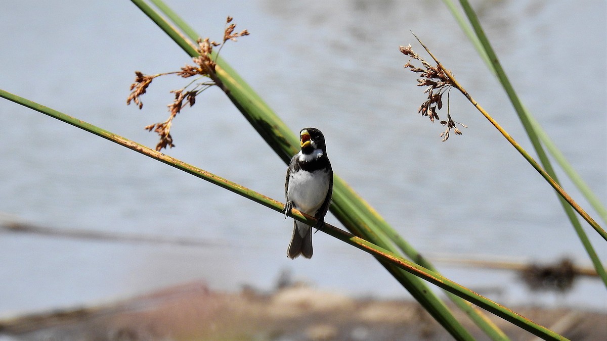 Double-collared Seedeater - ML135583731