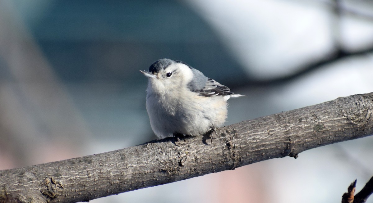 White-breasted Nuthatch - ML135583951