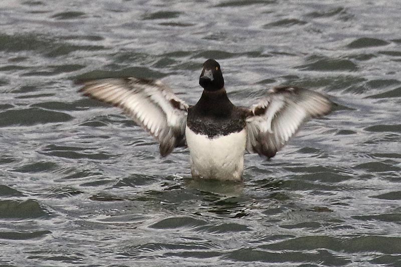 Greater Scaup - Martin Meyers