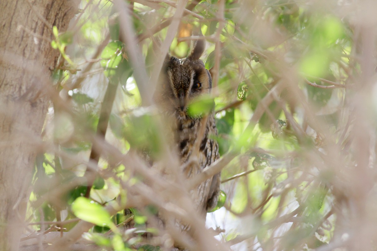 Long-eared Owl (Eurasian) - Anton Liebermann