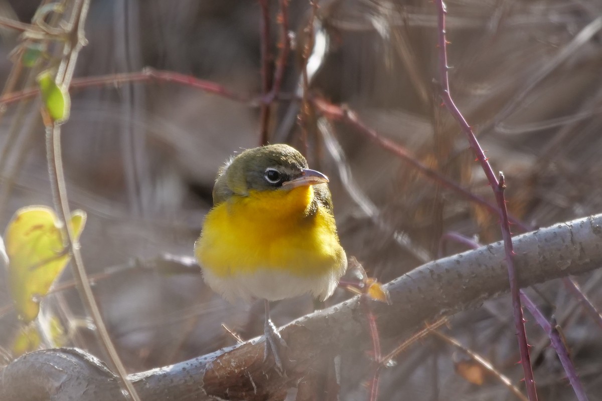 Yellow-breasted Chat - ML135587141