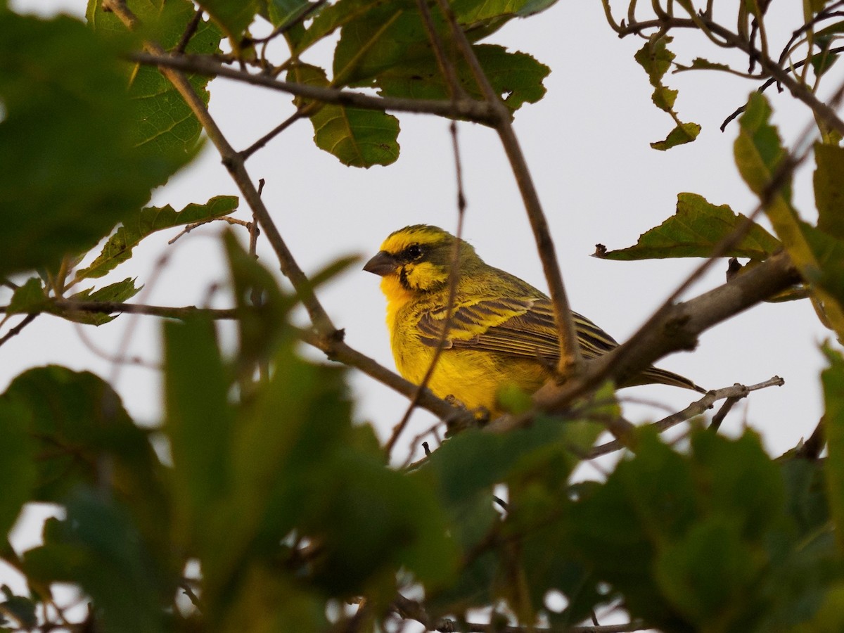 Yellow-fronted Canary - ML135587241