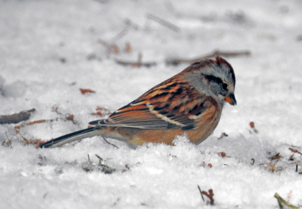 American Tree Sparrow - Theresa Dobko (td birder)