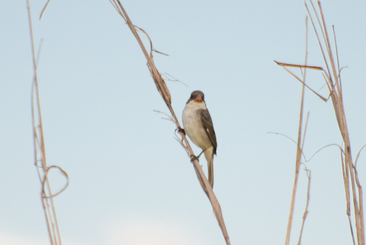 White-bellied Seedeater - ML135589791
