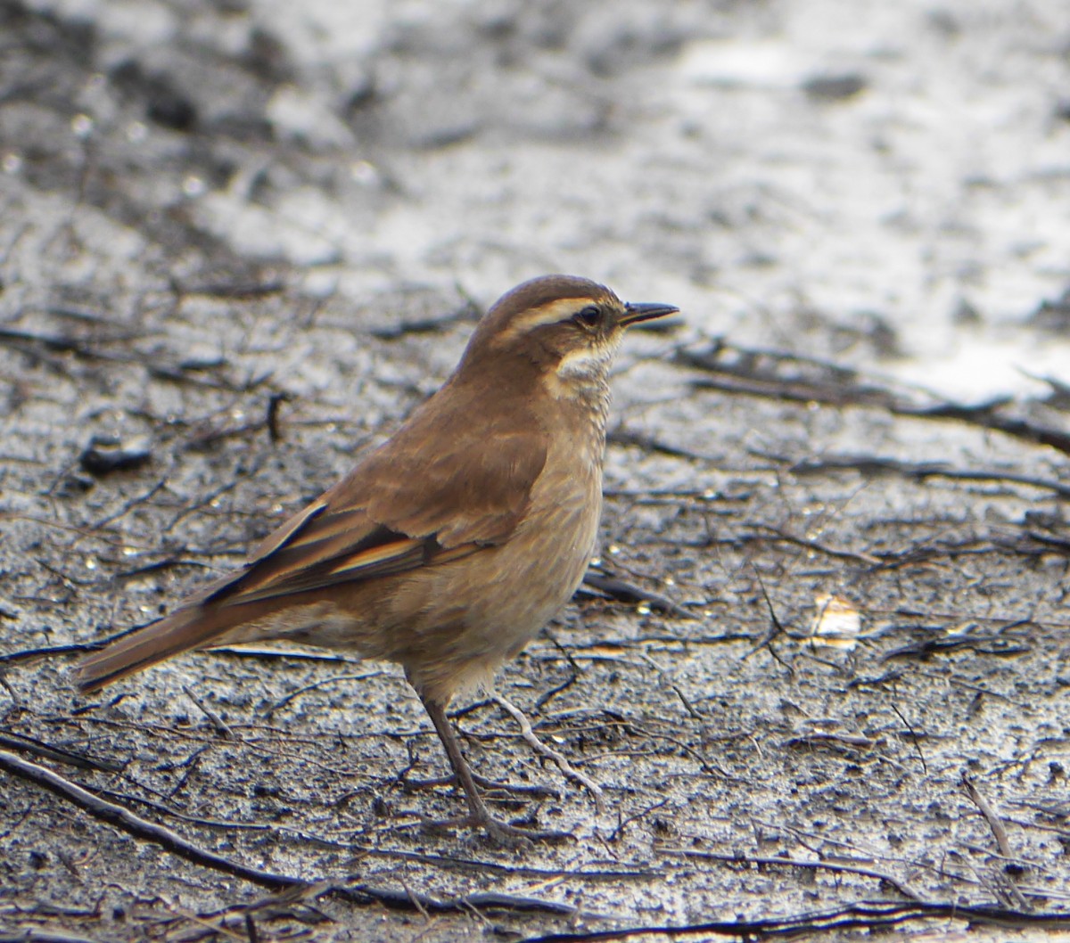 Chestnut-winged Cinclodes - ML135590201