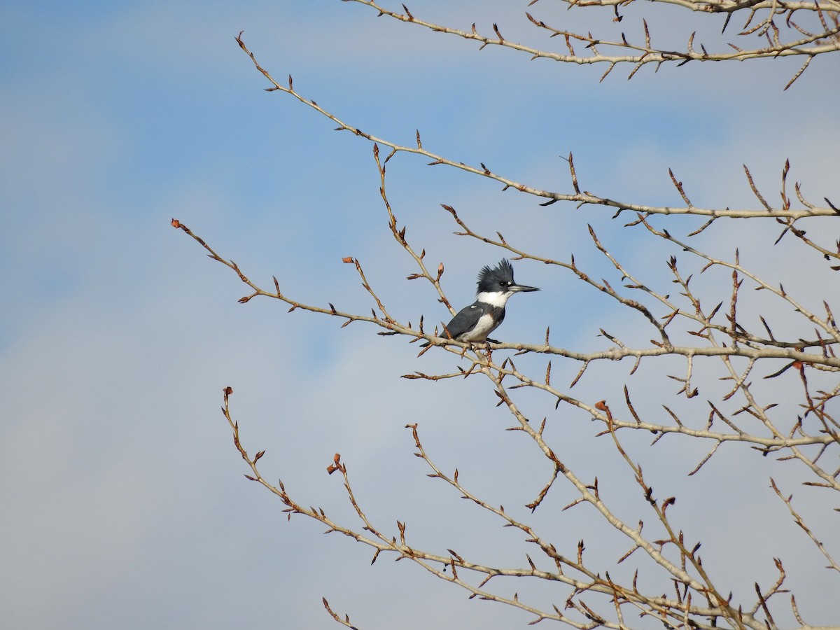 Belted Kingfisher - Mary Rumple