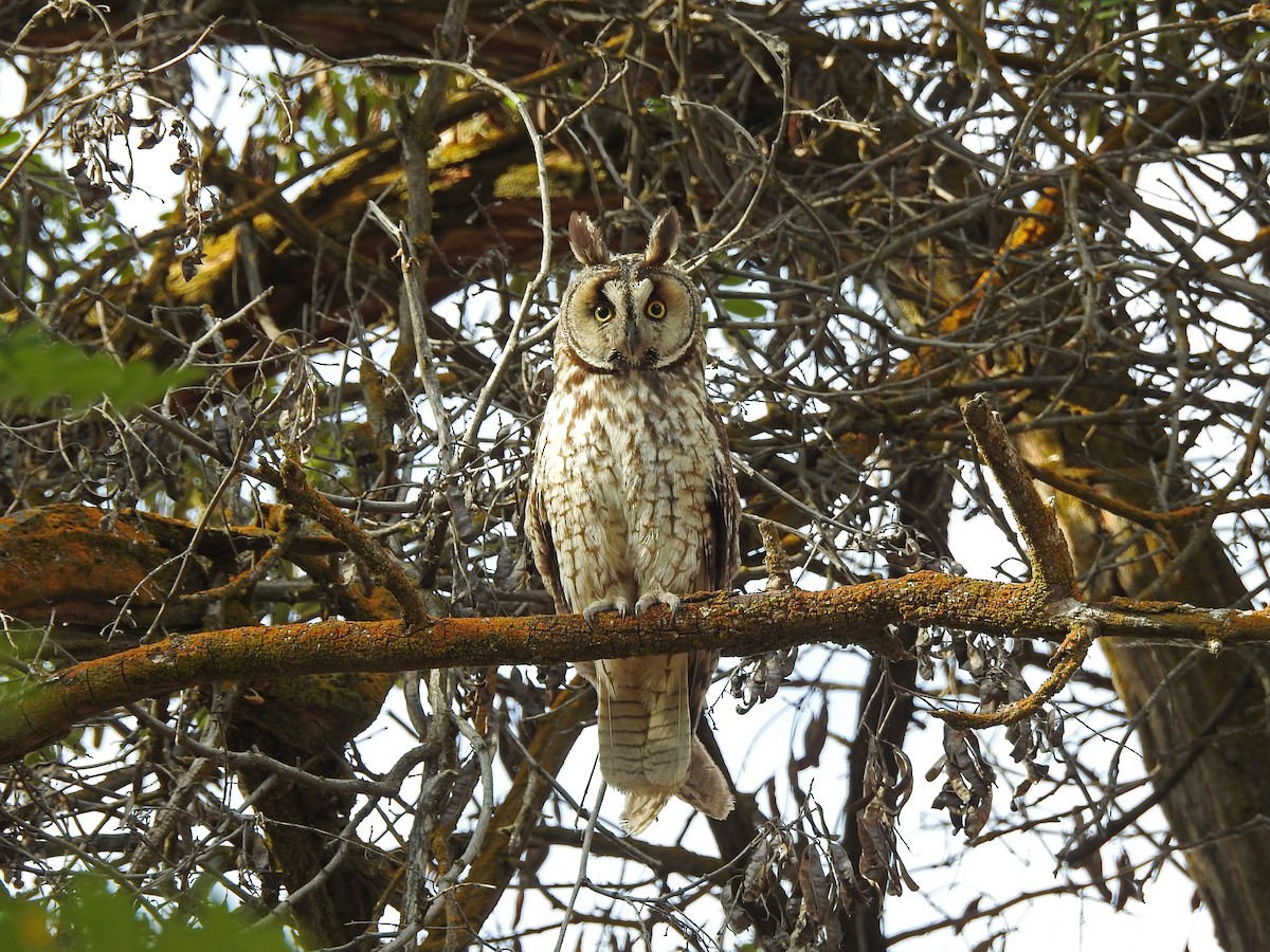 Long-eared Owl - Mary Rumple