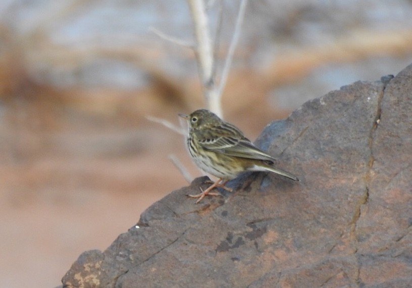 Meadow Pipit - ML135594751