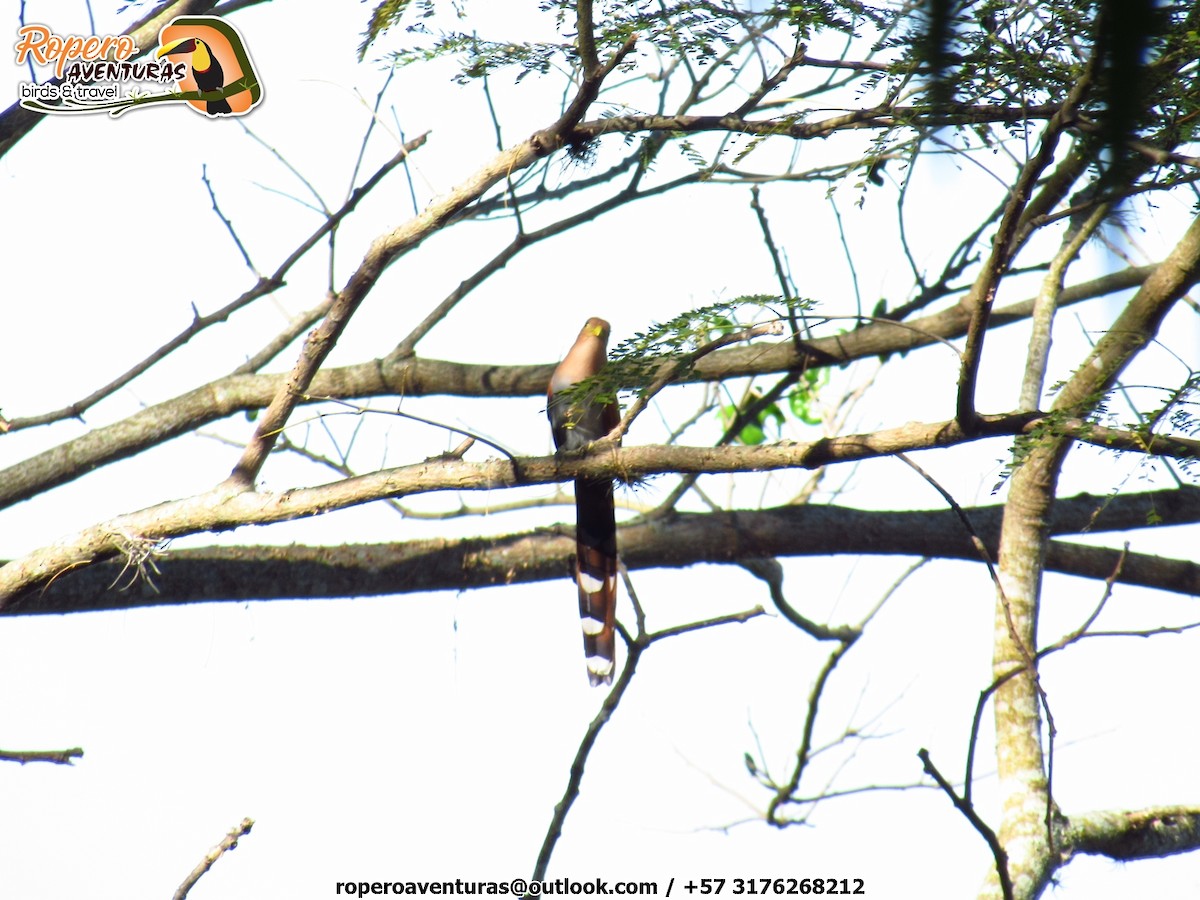 Squirrel Cuckoo - Jose Luis Ropero
