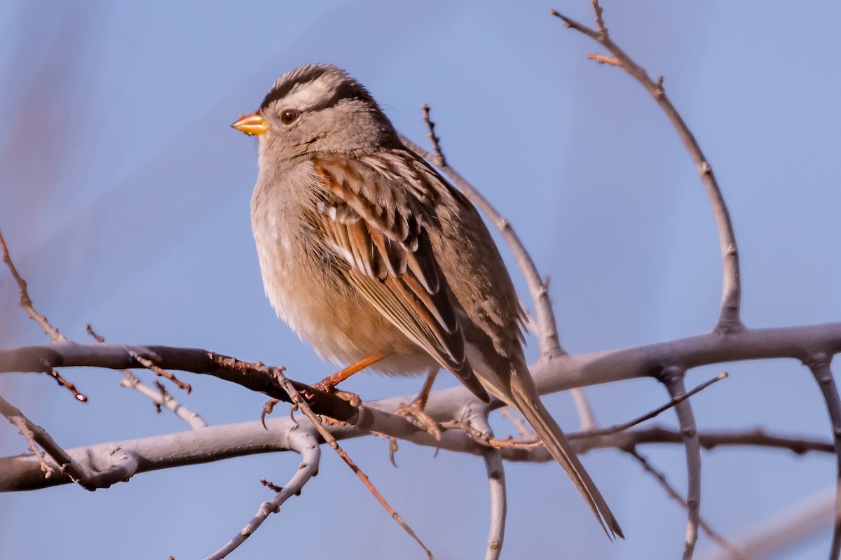 White-crowned Sparrow - ML135598621