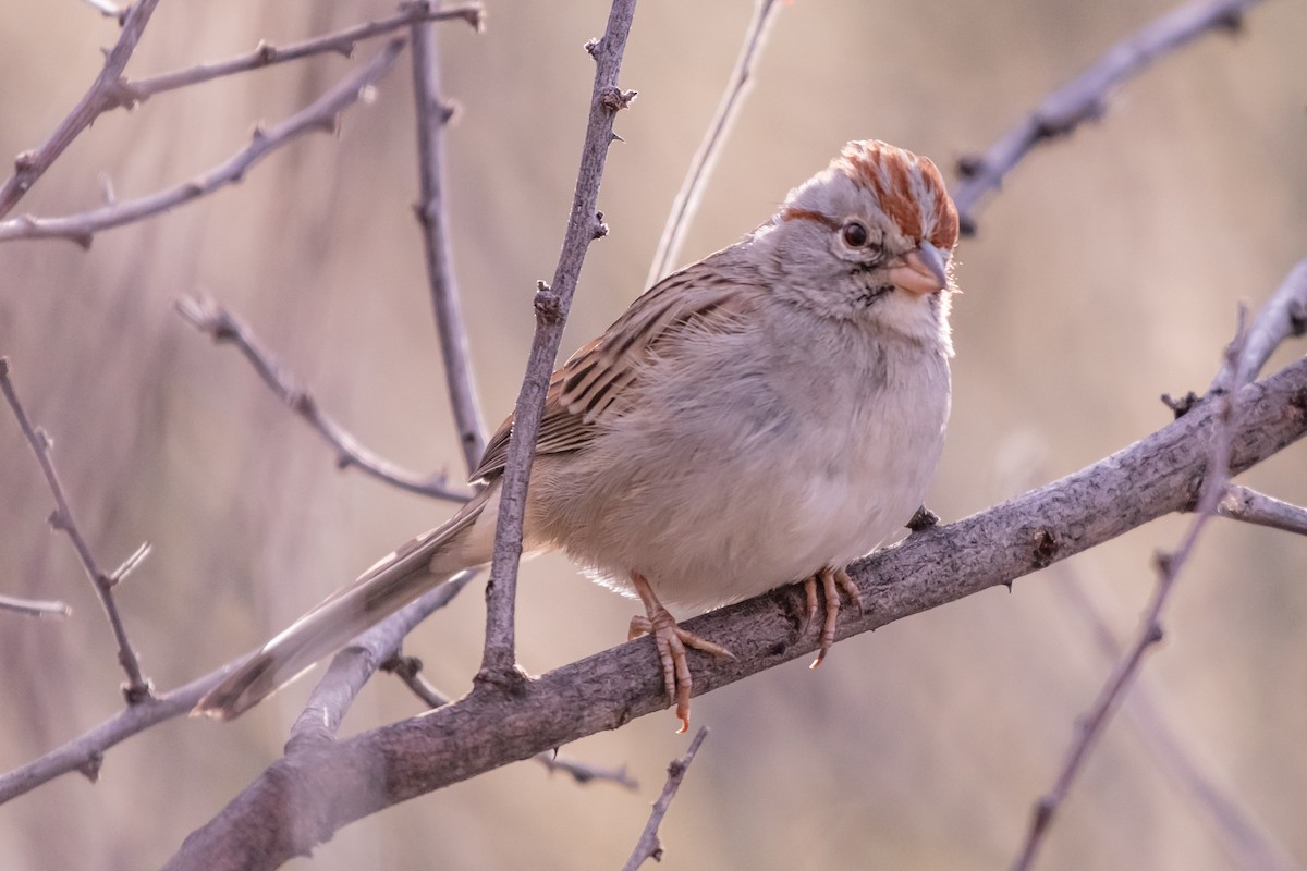 Rufous-winged Sparrow - ML135598751