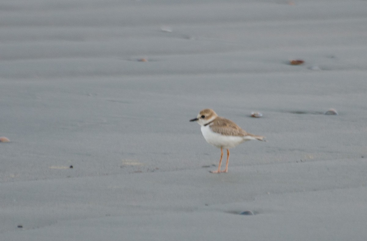 Collared Plover - ML135602941