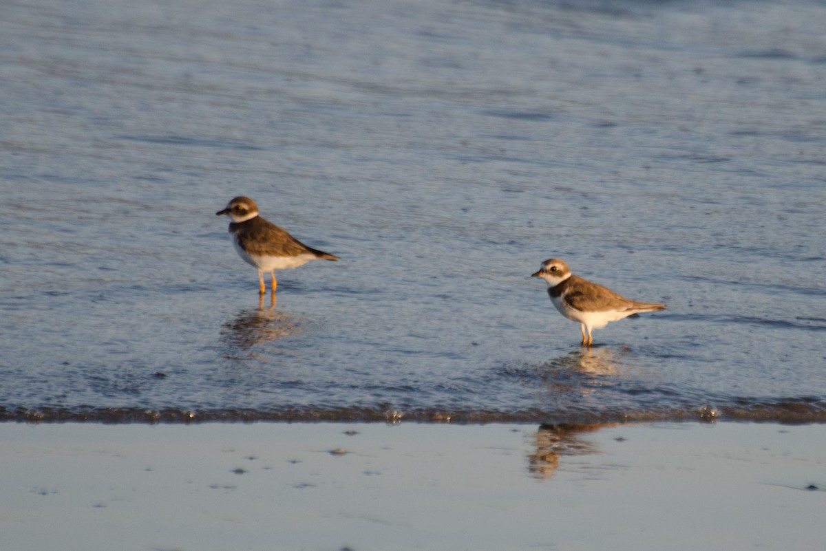 Semipalmated Plover - ML135603141
