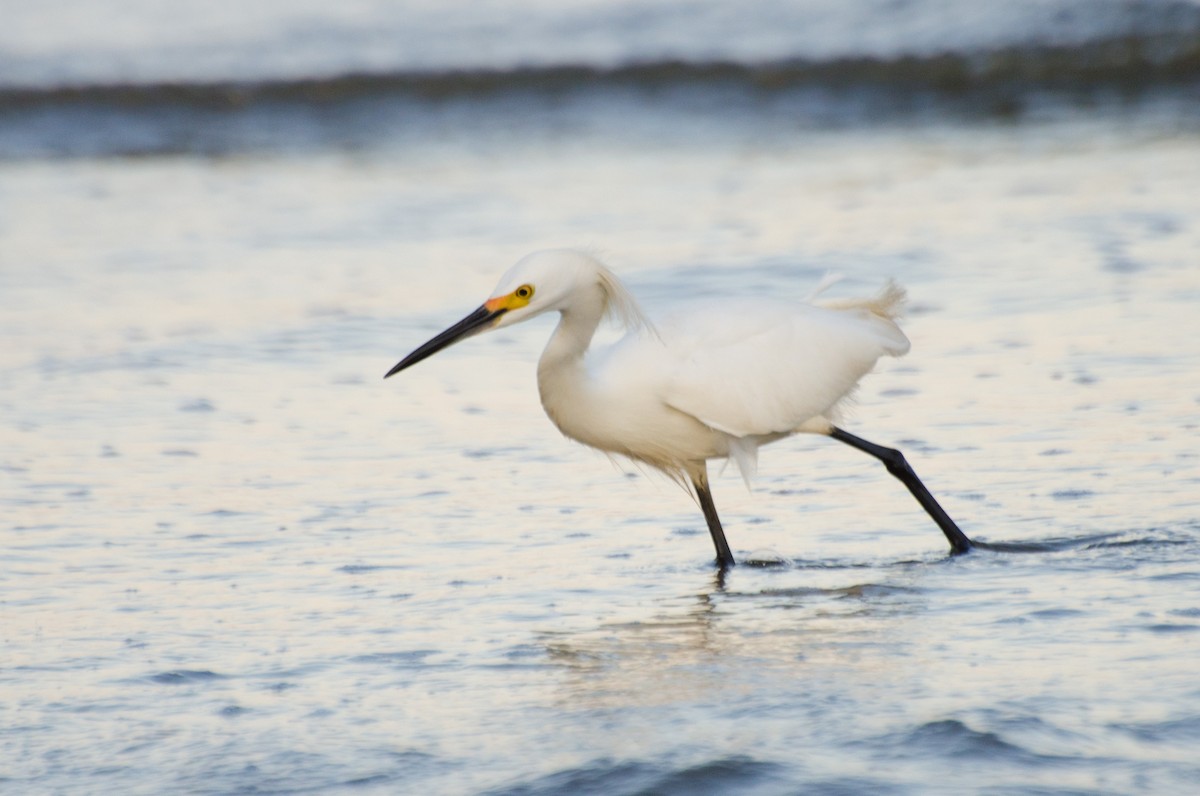 Snowy Egret - Marcos Eugênio Birding Guide