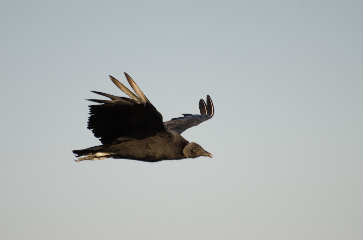 Black Vulture - Marcos Eugênio Birding Guide