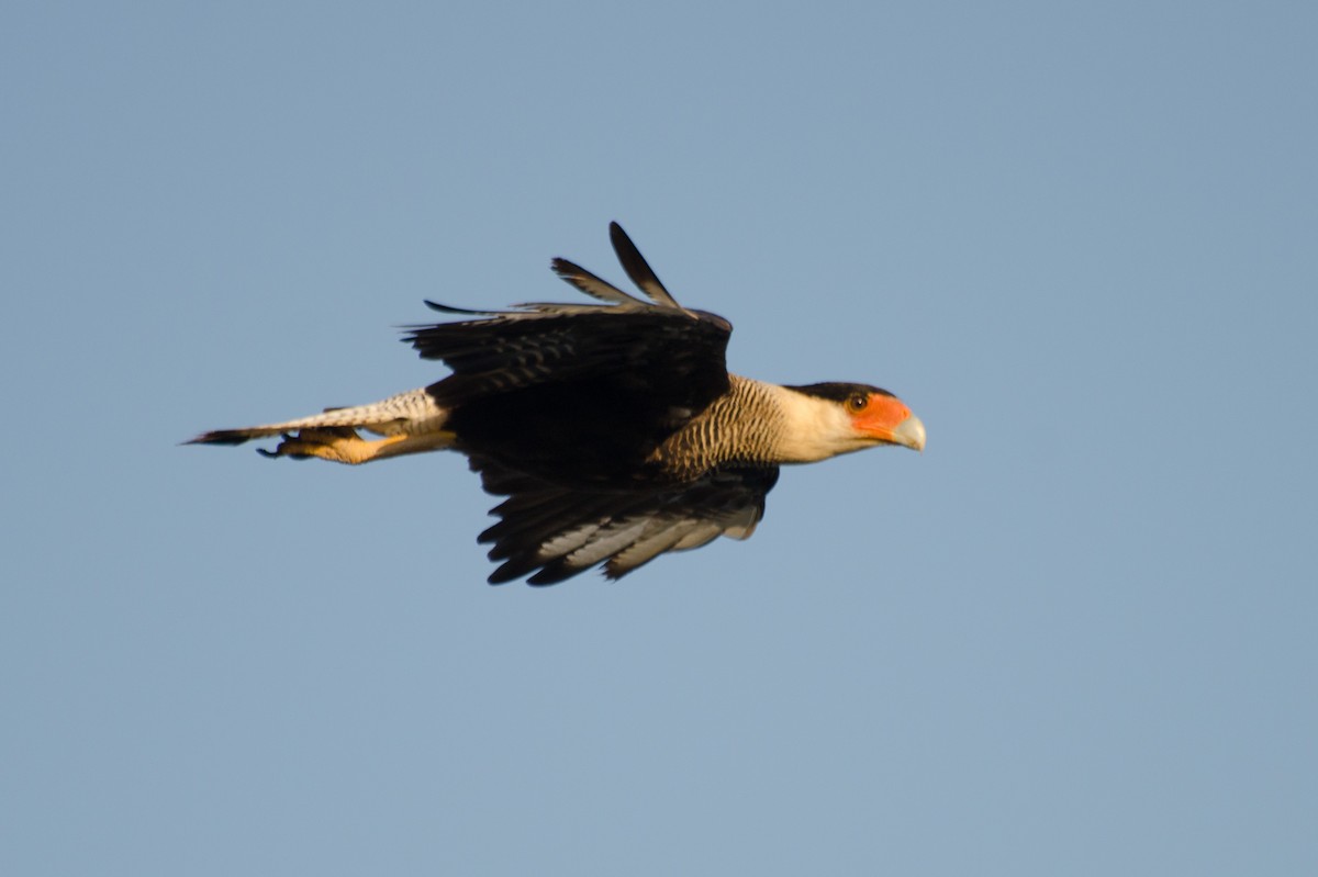 Crested Caracara (Southern) - ML135603771