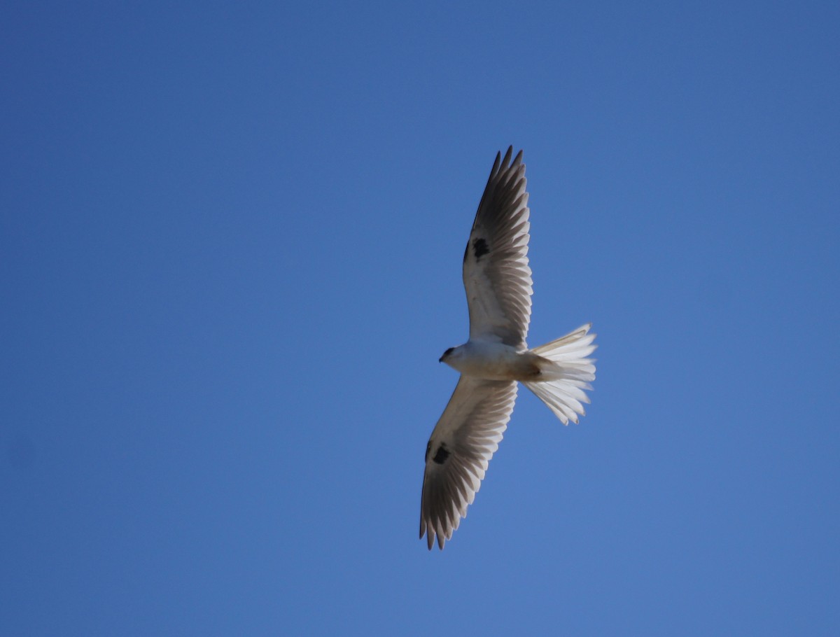 White-tailed Kite - Gloria Nikolai