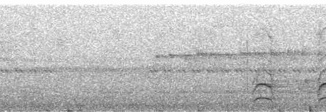 Декол плямистоволий (підвид melanochloros/nattereri) - ML135606
