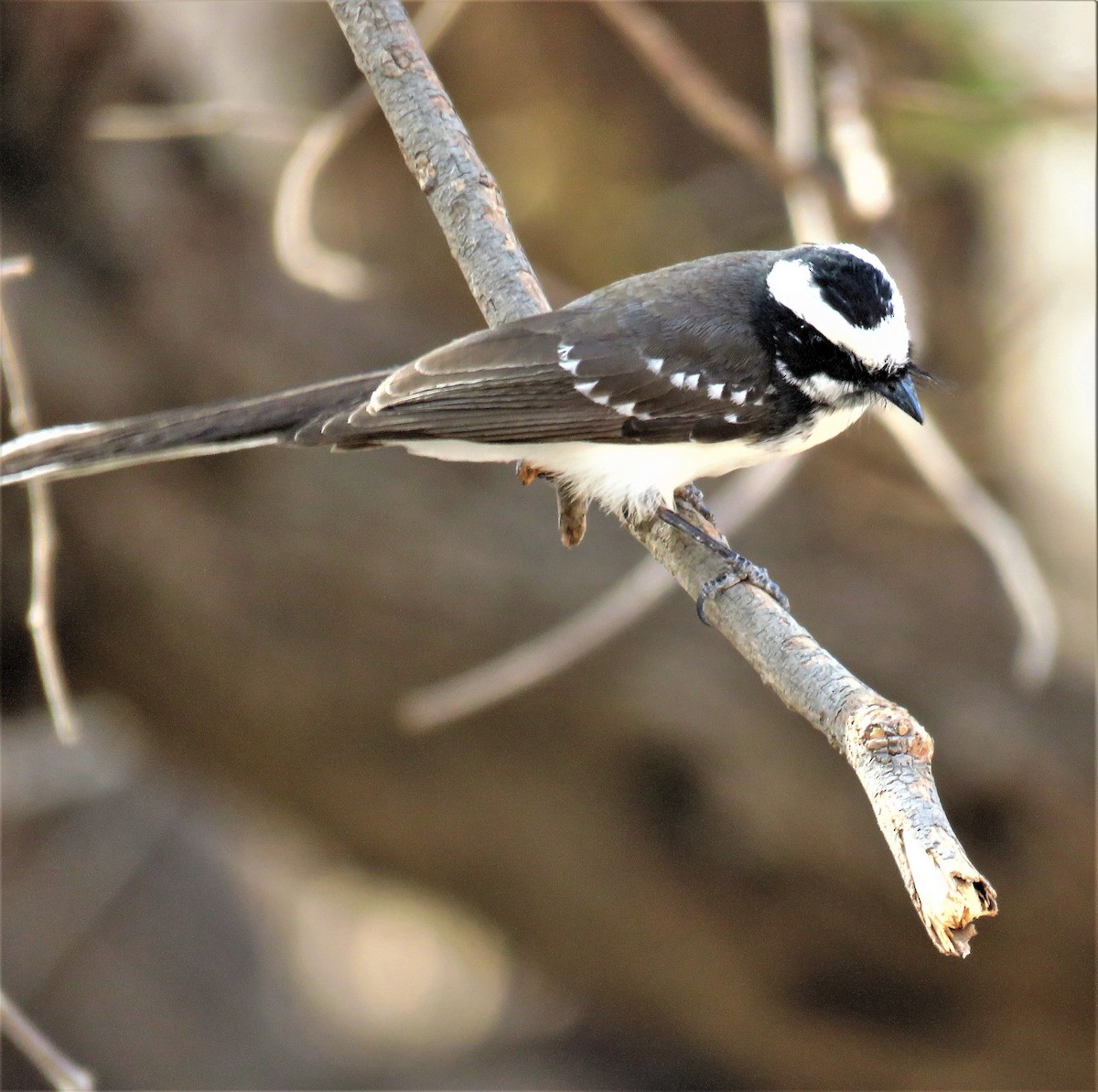 White-browed Fantail - Michel Turcot