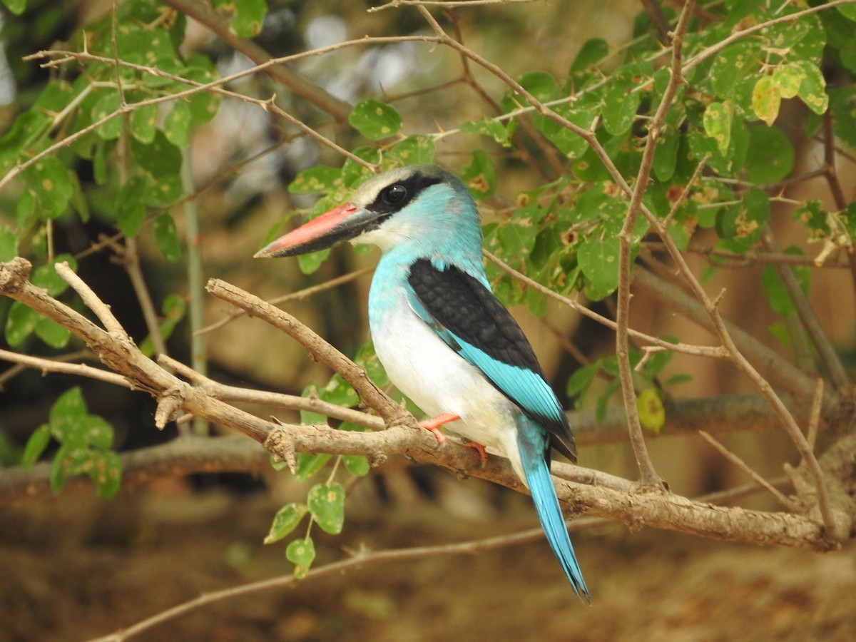 Blue-breasted Kingfisher - ML135607781