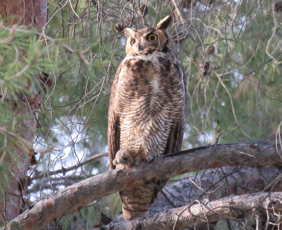 Great Horned Owl - ML135610571