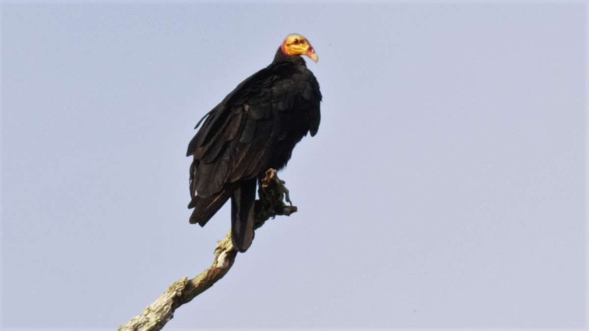 Greater Yellow-headed Vulture - Rick Folkening