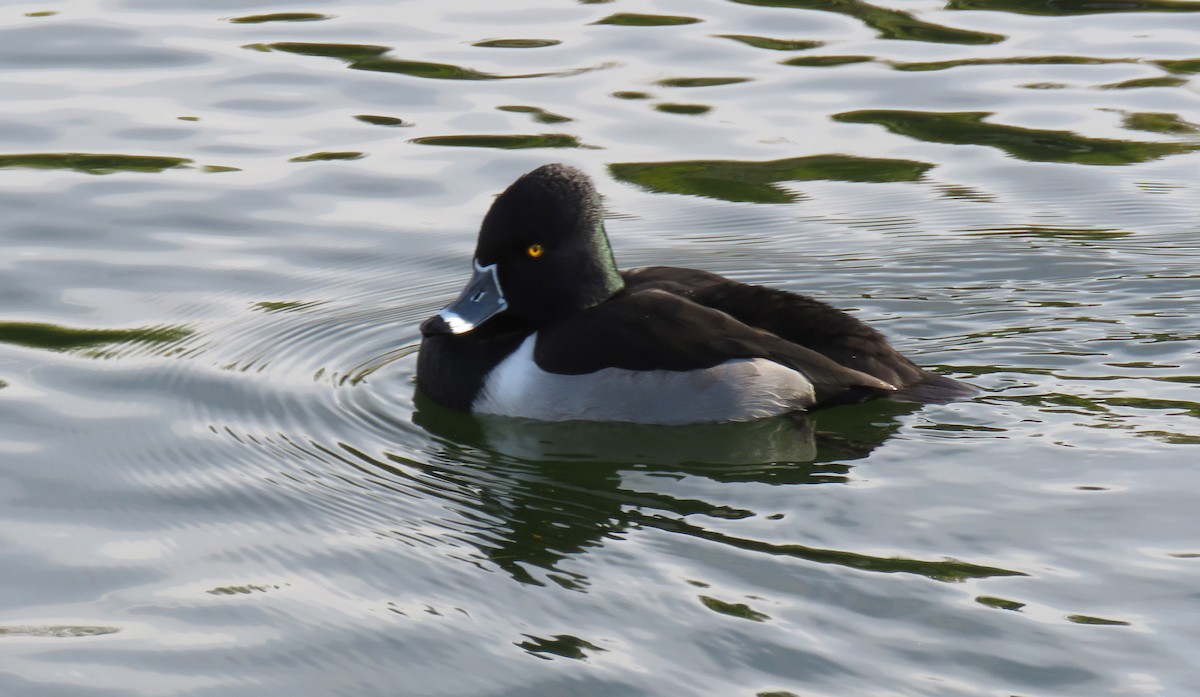 Ring-necked Duck - Karen Markey