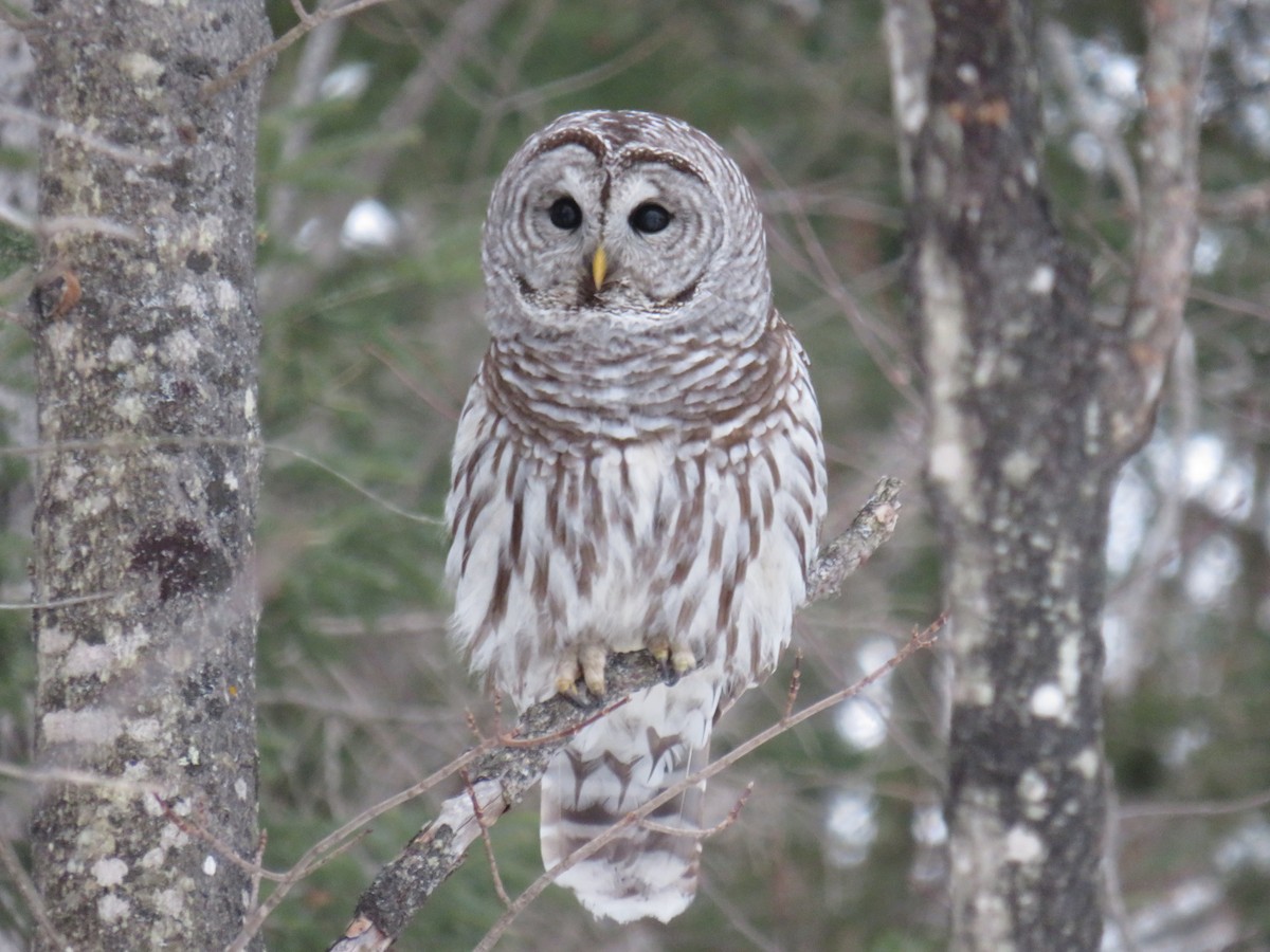 Barred Owl - ML135612151