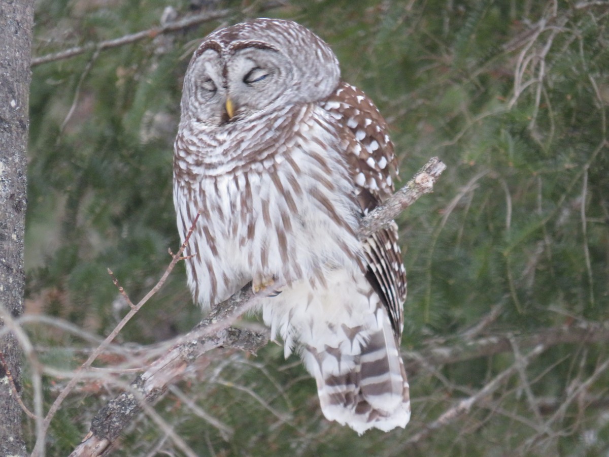 Barred Owl - ML135612211