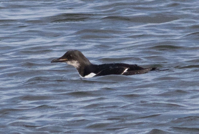Thick-billed Murre - ML135613291