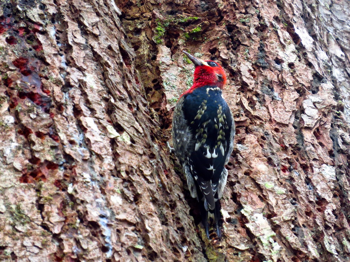 Red-breasted Sapsucker - ML135615651
