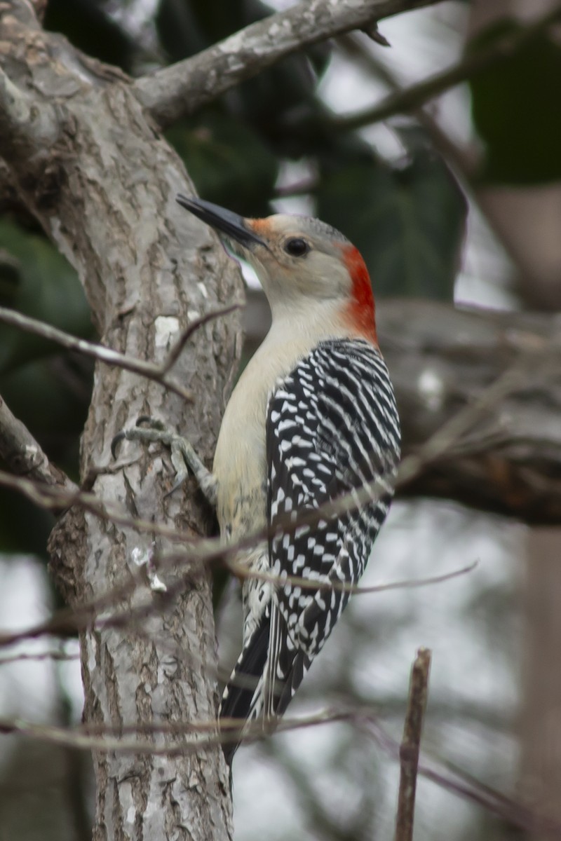 Red-bellied Woodpecker - ML135619751