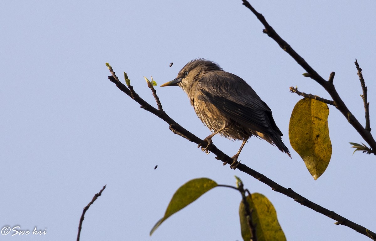Chestnut-tailed Starling - Swetha Krishna