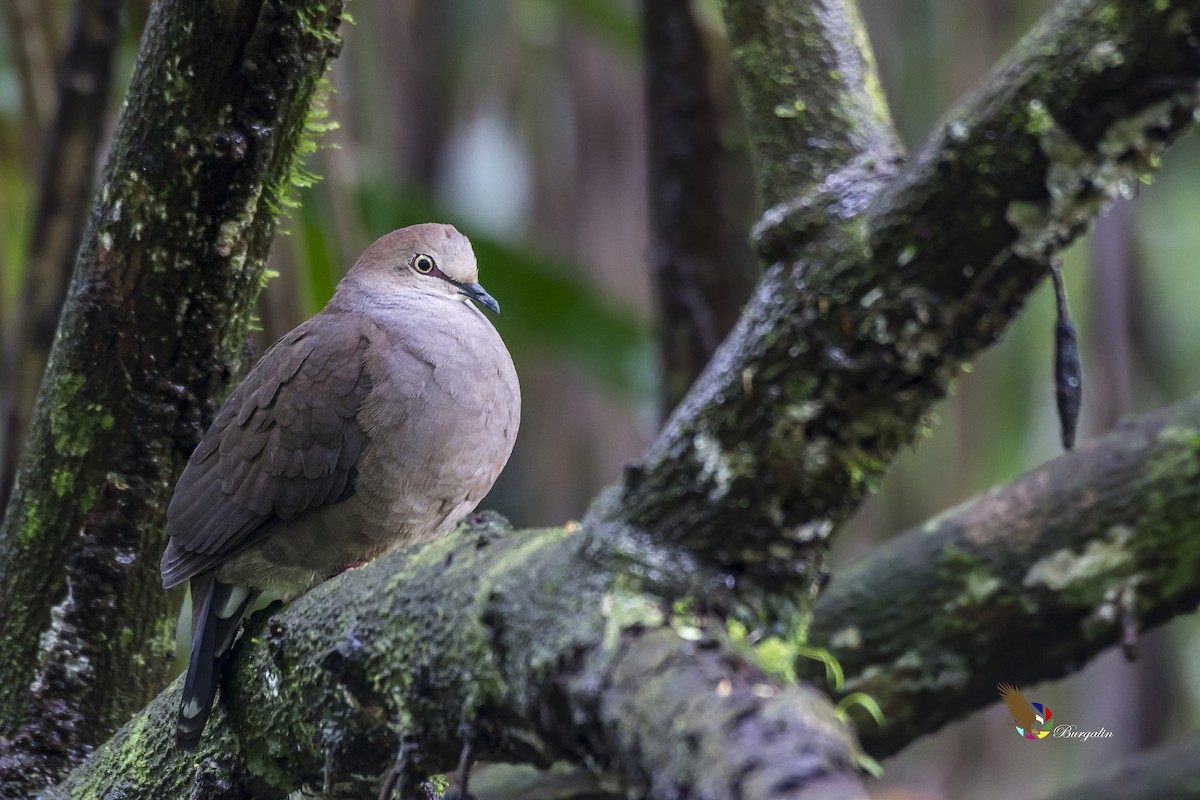 Gray-chested Dove - fernando Burgalin Sequeria