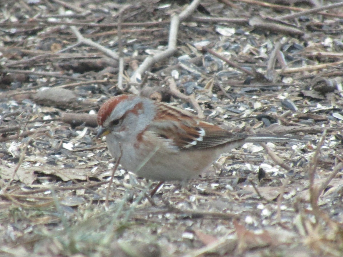 American Tree Sparrow - ML135621891