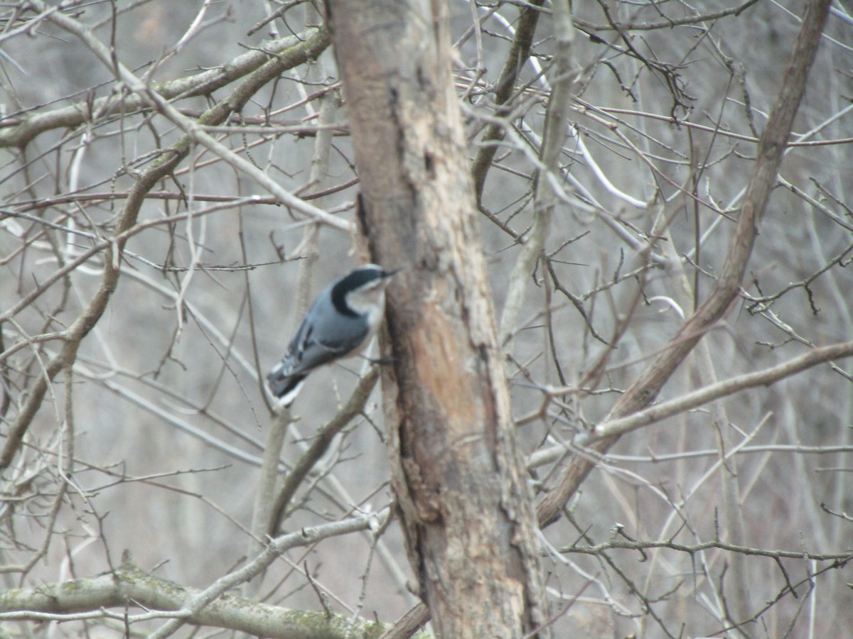 White-breasted Nuthatch - ML135623351