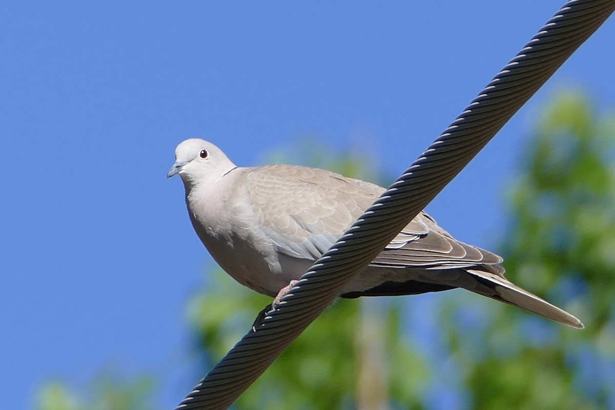 Eurasian Collared-Dove - Randall Siebert