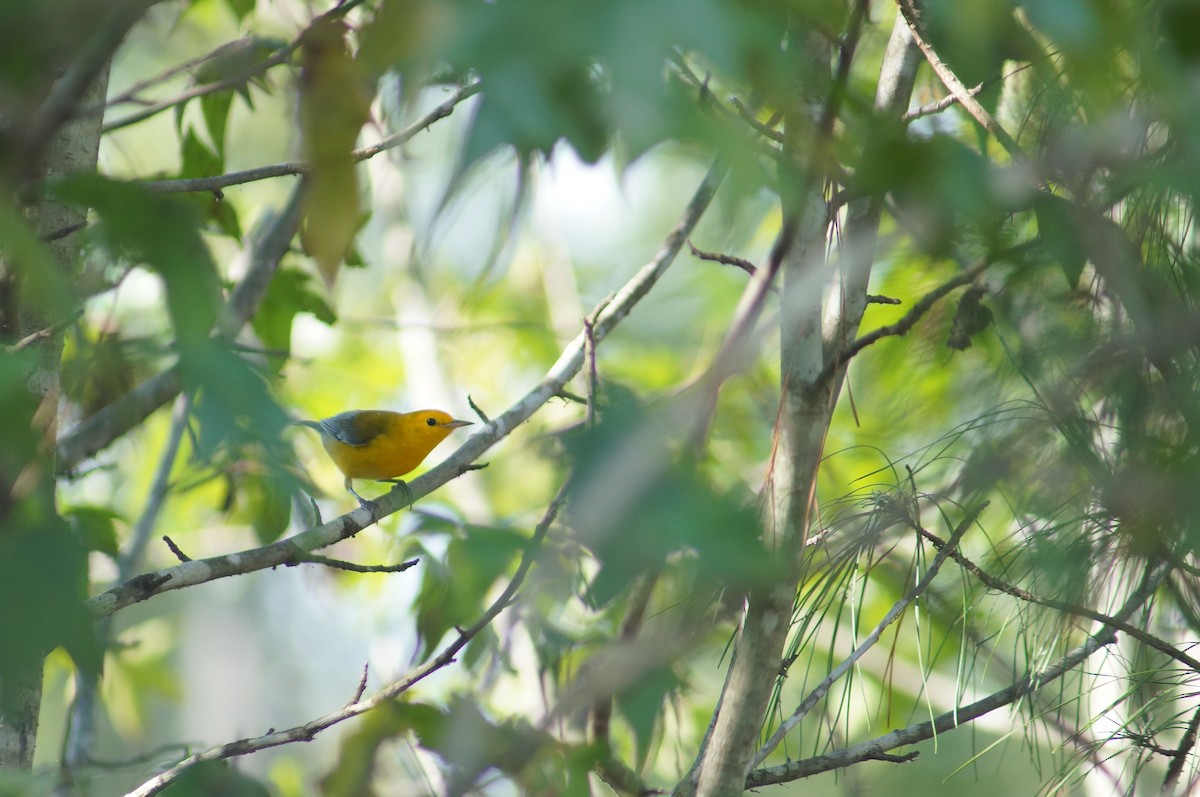 Prothonotary Warbler - Samuel Murray